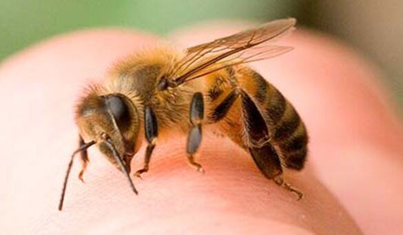 蜜蜂蜇伤阴茎的极端方法